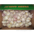 Fresh Garlic Normal White Garlic 2019